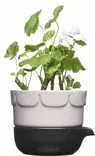 Sagaform Green 2-osainen yrtti-/kasvatusruukku, pelargonia - Koti ja Keittiö - 5016675 - 1